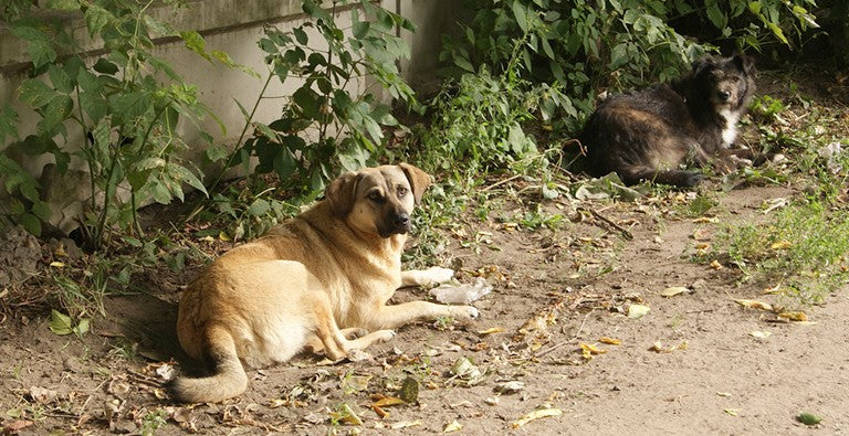Shelter To Stray Pets Through PAWS